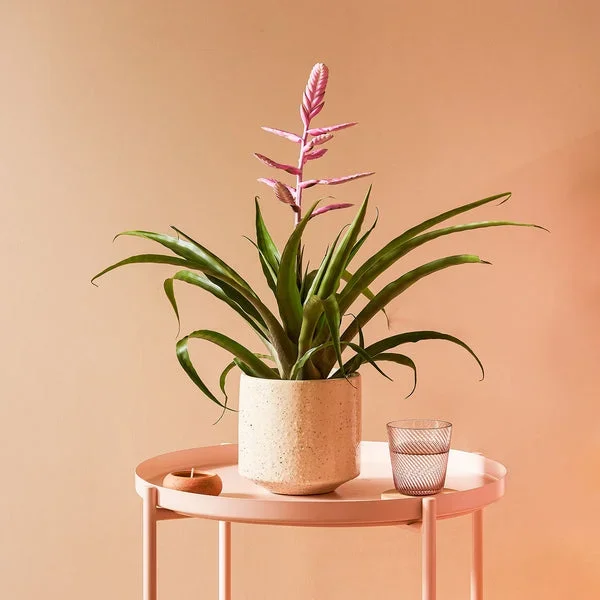 Tillandsia Andreas