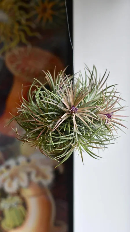 Tillandsia Ionantha Ball 20cm