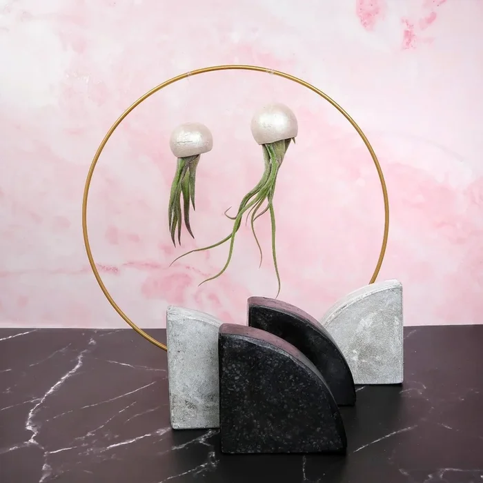TILLANDSIA MEDUSAE BELLCUP – PEARL