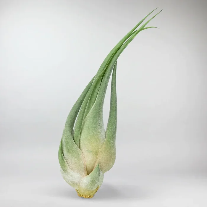 Tillandsia Seleriana | Tillandsia Seleriana