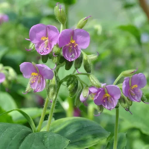 Tinantia Erecta