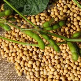 Tofu-Soja – Sojabohne