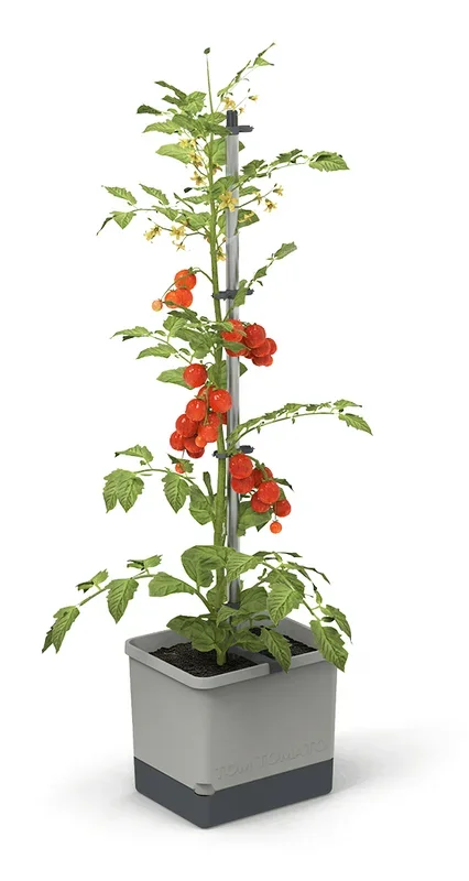 TOM TOMATO Tomatentopf hellgrau