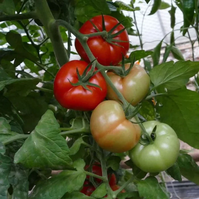Tomate ‚Previa‘, veredelt