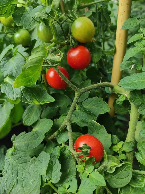 Tomate „Deutsche Riesentraube“