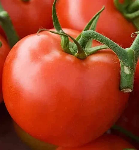Tomate Arkansas Traveler