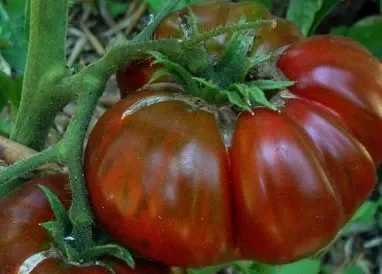 Tomate Black Aisberg