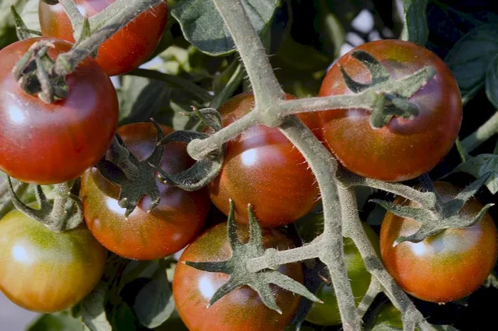 Tomate, Black Cherry (Bio-Saatgut), Lycopersicon lycopersicum