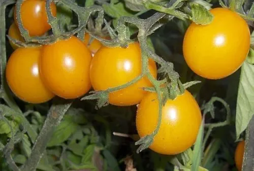 Tomate Cherry Gold Nugget