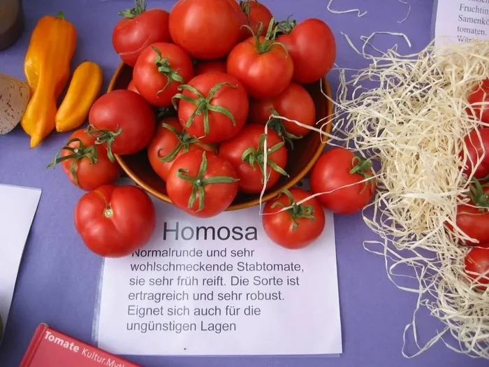 Tomate, Homosa, Lycopersicon lycopersicum