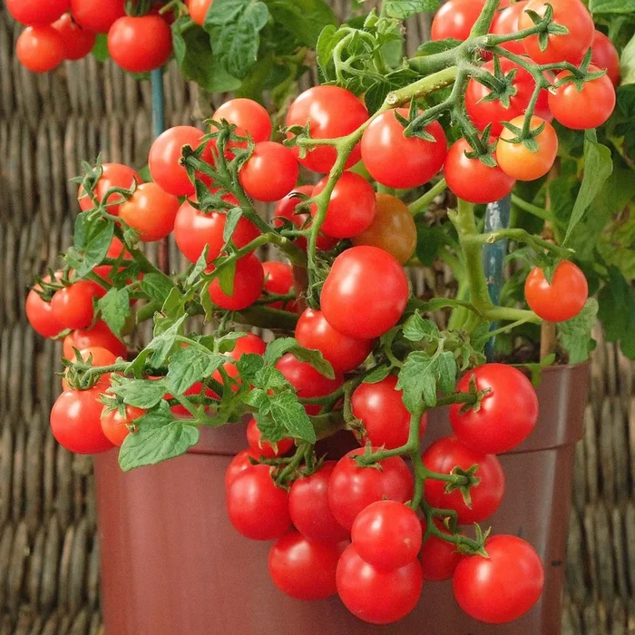 Tomate Minibel