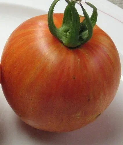 Tomate Mr Stripey