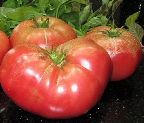 Tomate Pantano Romanesco