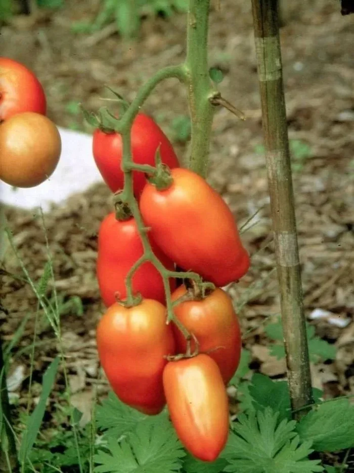 Tomate, San Marzano (Bio-Saatgut), Lycopersicon lycopersicum