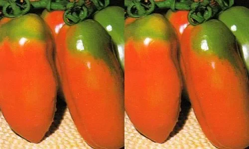 Tomate Scatolone 2