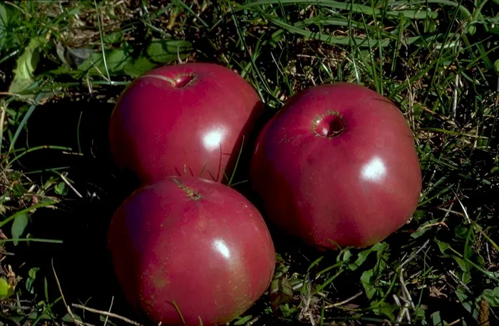 Tomate, Schwarze von der Krim, Lycopersicon lycopersicum