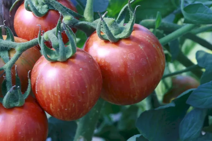 Tomate, Shimmeig Creg, runde Sorte, Lycopersicon lycopersicum