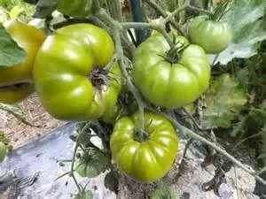 Tomate Tasty Evergreen
