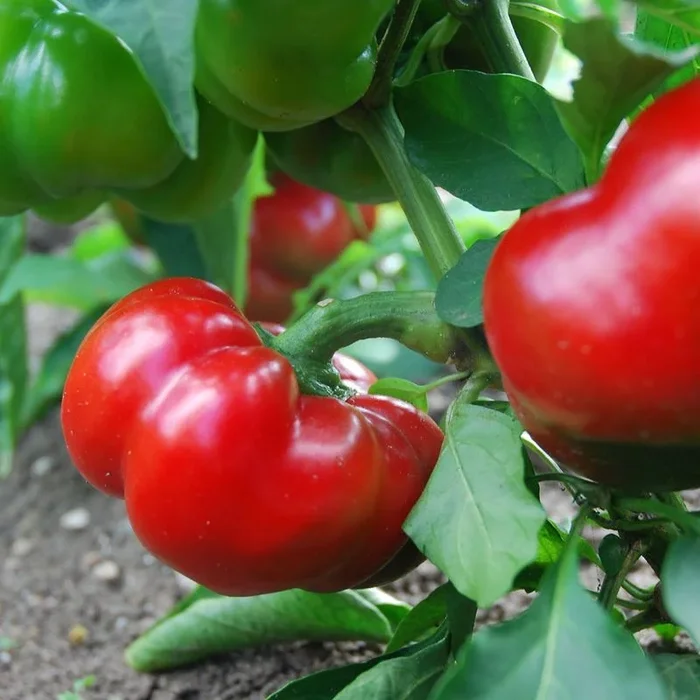Tomaten­paprika Rot
