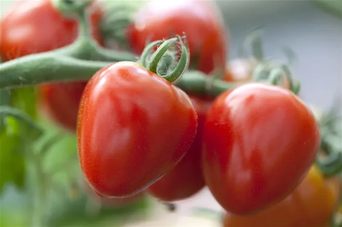 Tomatensamen ‚Gardenberry‘