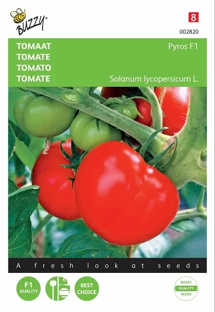 Tomatensamen Pyros F1 hybride