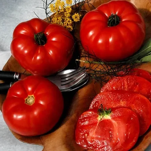 Tomato Black Mountain Pink