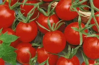 Tomato Cherry Sweetie