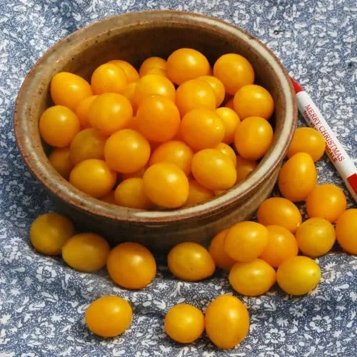 Tomato Estonian Yellow Cherry
