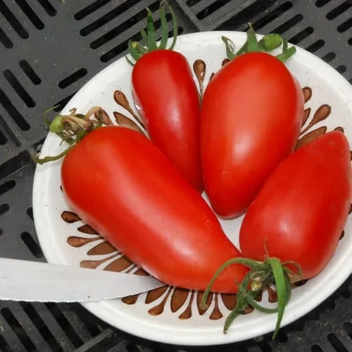 Tomato Federle