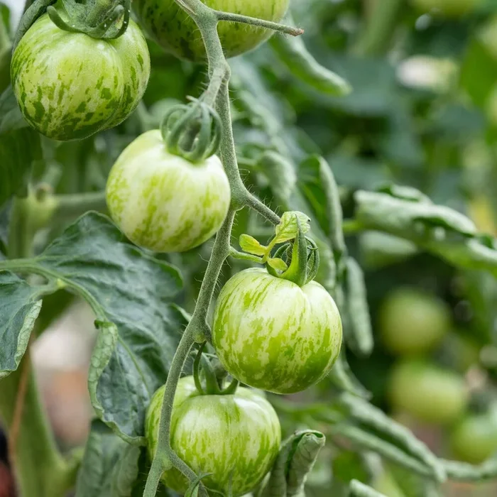 Tomato Green Zebra