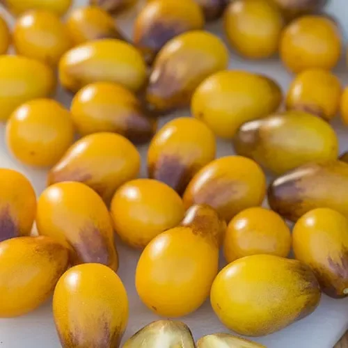 Tomato Indigo Pear Drops