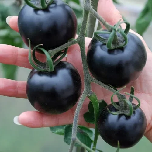 Tomato Indigo Rose