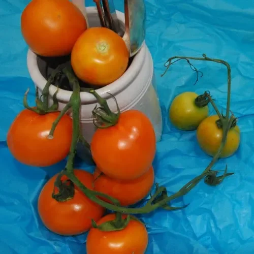 Tomato Jaune Flamme