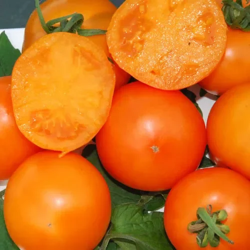 Tomato Mandarin Orange
