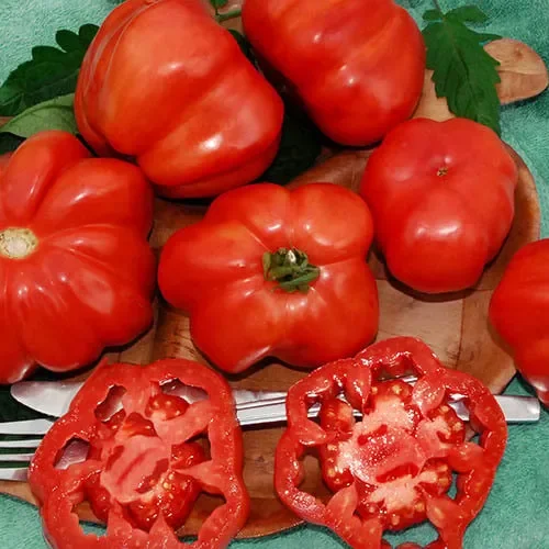 Tomato Montserrat