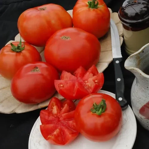 Tomato New Yorker