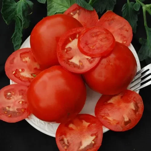 Tomato Old Brooks