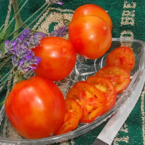 Tomato Peppermint