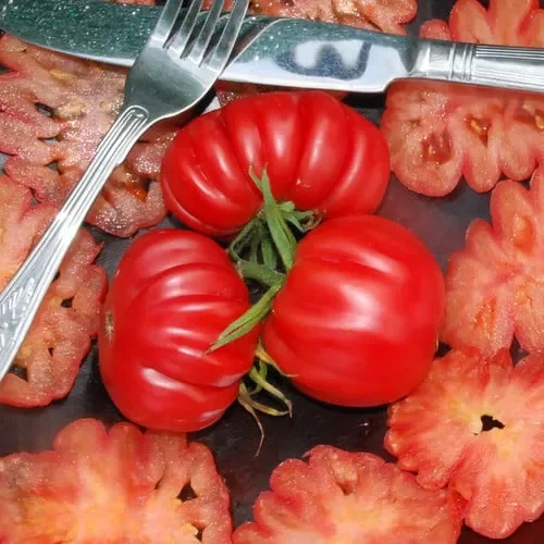 Tomato Pink Accordion