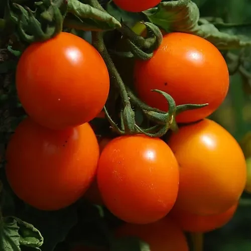 Tomato Prize Of The Trials