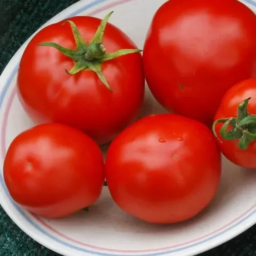Tomato Ruth’s Perfect