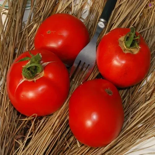 Tomato St Pierre