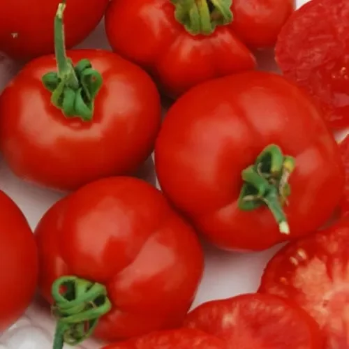 Tomato Stupice