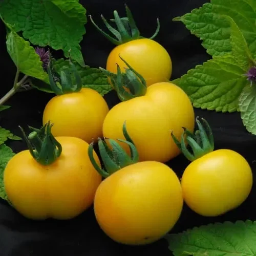 Tomato Wapsipinicon Peach