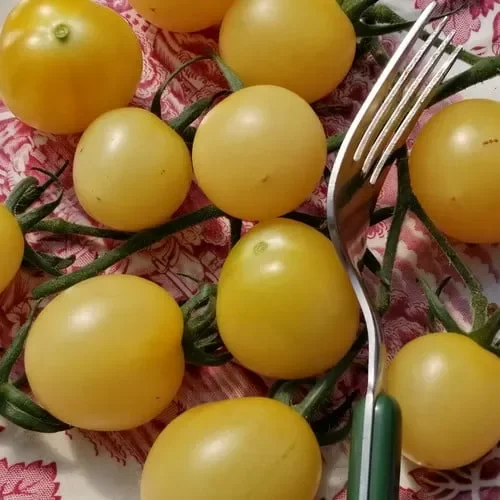 Tomato White Ivory Pear