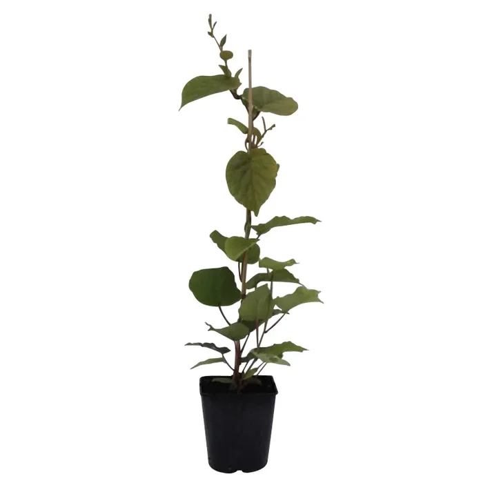 Tomuri männliche Kiwi – Actinidia chinensis