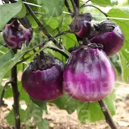 Tonda Violetta – Aubergine