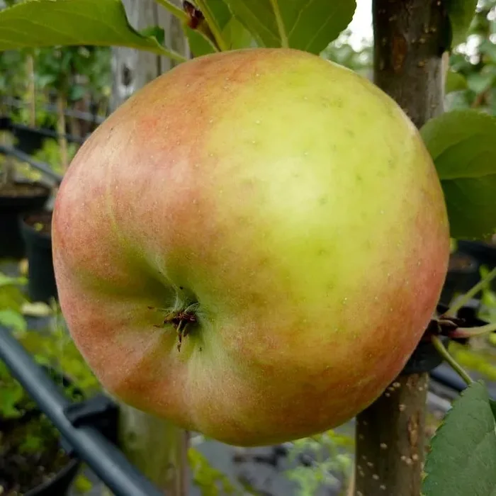 Topaz (S) Winterapfel