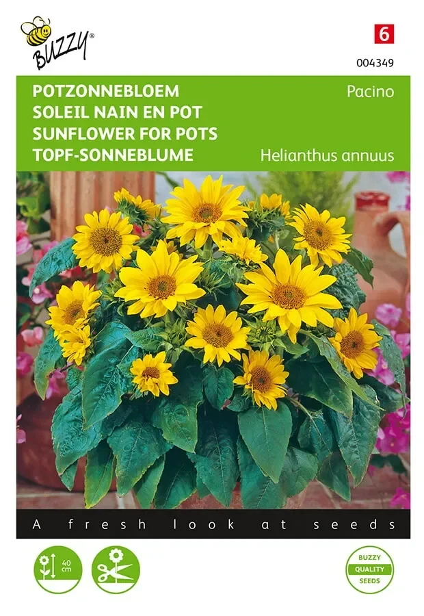 Topf-Sonneblume Pacino