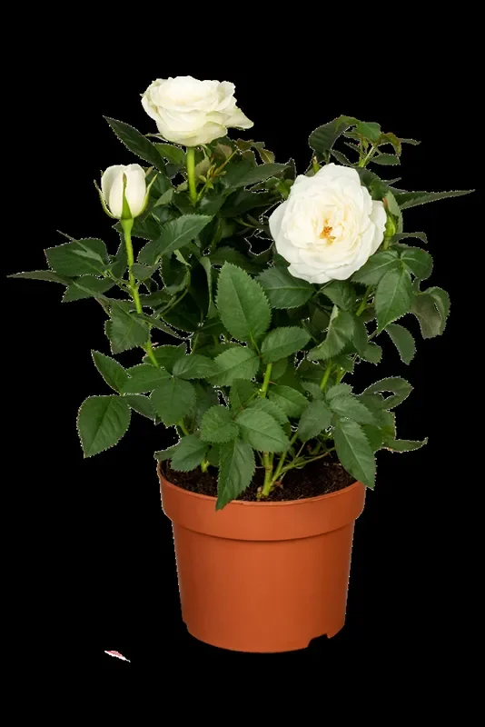 Topfrose